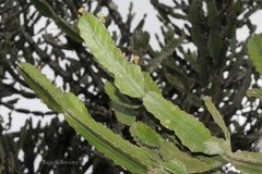 Euphorbia vajravelui
